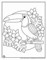 Toucan Woo Woojr Adults Cameo Justcolorr sketch template