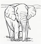 Coloring Elephants Coloringfolder sketch template