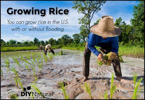 learn how to grow your own rice at home growing rice compost growing