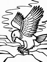 Falcon Peregrine sketch template