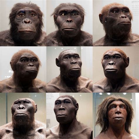 human ancestors  photo  flickriver human evolution human ancient humans