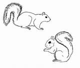 Squirrel Coloring Squirrels Gray Eastern Grey Clipart Tattoo Sheets Drawing Cartoon Print Sketch Outline Pages Clip Drawings Easy Cute Chuck sketch template