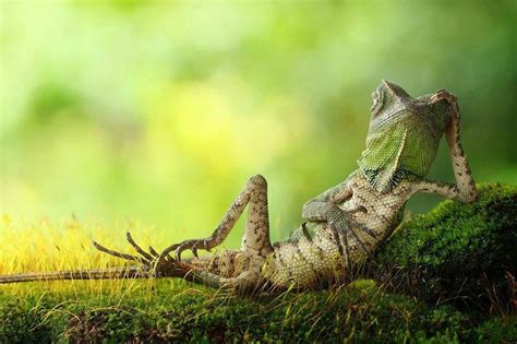 awesome captured   dragon lizard xcitefunnet