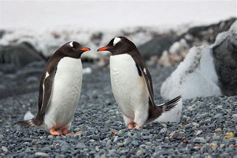 pinguine fotos pexels kostenlose stock fotos