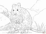 Quokka Coloring Pages Drawing Main Supercoloring Color Printable Skip sketch template