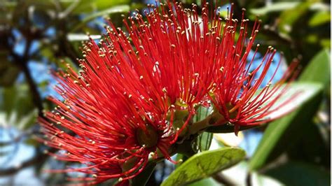 pohutukawa nz christmas tree the rock adventure cruise