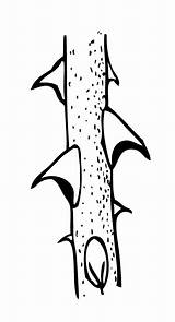 Thorn Clipart Thorns Cartoon Colouring Pages Clipground sketch template