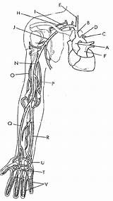 Arteries Circulatory Nerves Aorta Ascending Debt sketch template