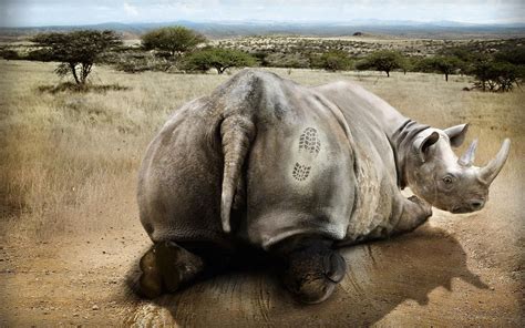adsarchive outdoor unknownadvertiser rhino 10970705 full hd wallpaper