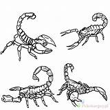 Scorpion Skorpion Kolorowanki Scorpions Tattoo Dzieci Bestcoloringpagesforkids Wydruku Onlycoloringpages sketch template