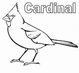 Coloring Cardinal Printable Sheet Pages Detailed Beautiful High Animals Bird sketch template
