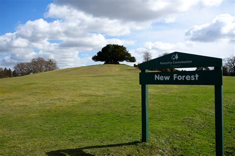 New Forest National Park Wanderlust In The City