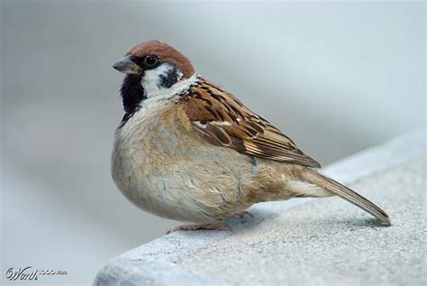 fat sparrow full real porn