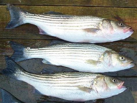 striped bass freshwater fishing news