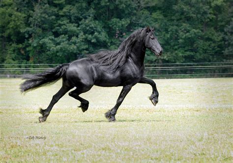 hessel  sport  friesian connection