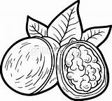 Walnut Coloring Designlooter Vegetables Fruits Children Book sketch template