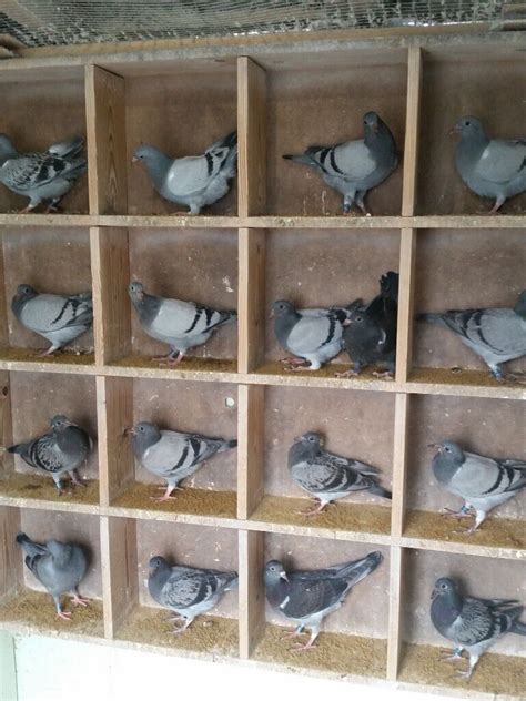 squeakers  sale  young bird racing pigeons suffolk  eye
