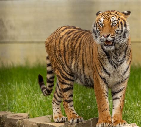 tijgers nader bekeken dag van de tijger pakawi park