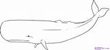 Whale Sperm Outline Coloring Drawing Clipart Realistic Humpback Gray Whales Draw Color Drawings Cliparts Wolf Paintingvalley Pencil Clipartix 64kb 1457 sketch template