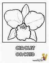 Coloring Orchid Pages Flower Popular Iris sketch template