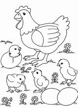 Coloring Egg Chicken Chick Getcolorings Cute Little sketch template