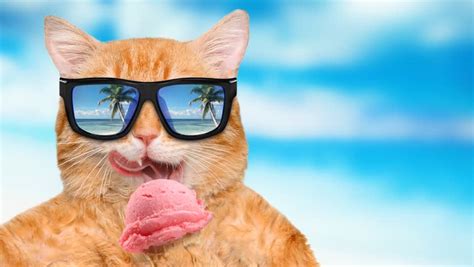 cinemagraph cat wearing sunglasses stock footage video 100 royalty