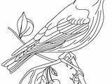Bluebird Drawing Getdrawings Bird Blue sketch template