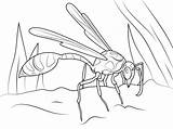 Wasp Coloring Mud Pages Hornet Dauber Printable Drawing Hornets Charlotte Supercoloring Cartoon Color Getdrawings Categories Getcolorings Colorings Insects Crafts sketch template