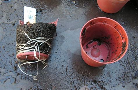 plant uitjes planten  een voortje sjeftuintips planter pots bowl tableware backyard