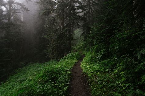 narrow path  dark forest hd wallpaper background image
