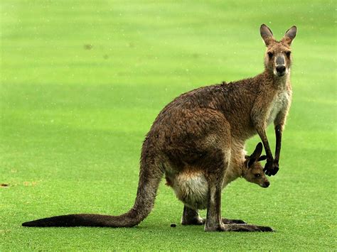 scientists discover   kangaroos  left handed