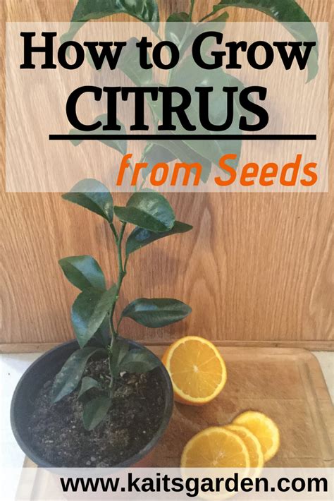 grow citrus  seeds kaits garden   urban gardening