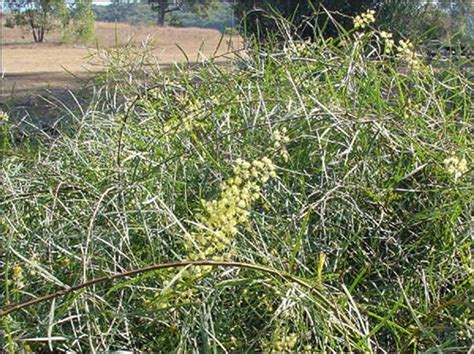 acacia iteaphylla buy  flinders ranges wattle wattle tubestock