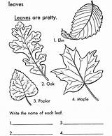 Coloring Leaf Leaves Pages Printable Tree Print Arbor Color Kids Trees Types Fall Sheets Colouring Sheet Printables Large Identification Four sketch template