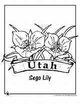 Utah Flower Coloring State Pages Kids Lily Utes University Sego Flowers Jr Flag Popular Classroomjr Template sketch template