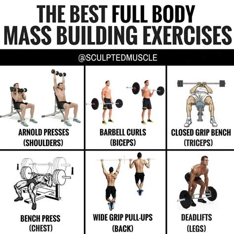 full body mass building exercises  atsculptedmuscle