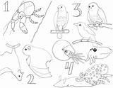 Arthropods sketch template