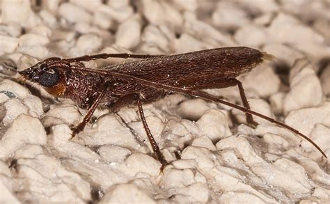 longhorned borer beetle   species whats  bug