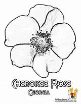 Cherokee Rose Coloring Georgia Pages Flower State Drawing Yescoloring Sheets Kids Getdrawings Flowers Printable States Choose Board Boys sketch template
