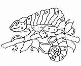 Rainforest Animal Chameleon sketch template