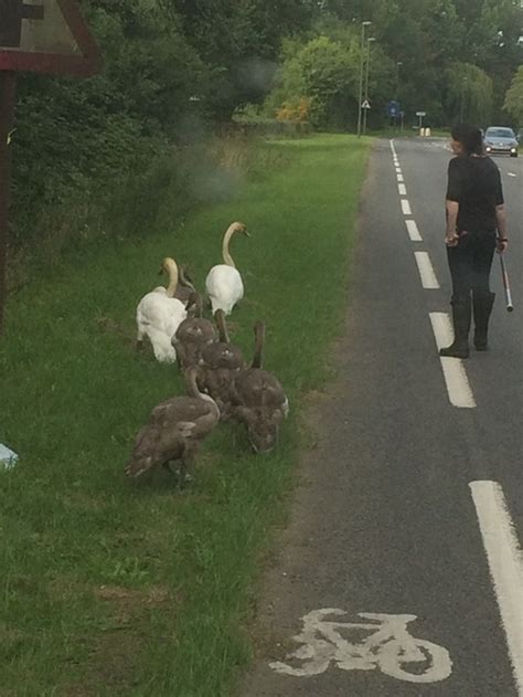 swans   walk  swan sanctuary