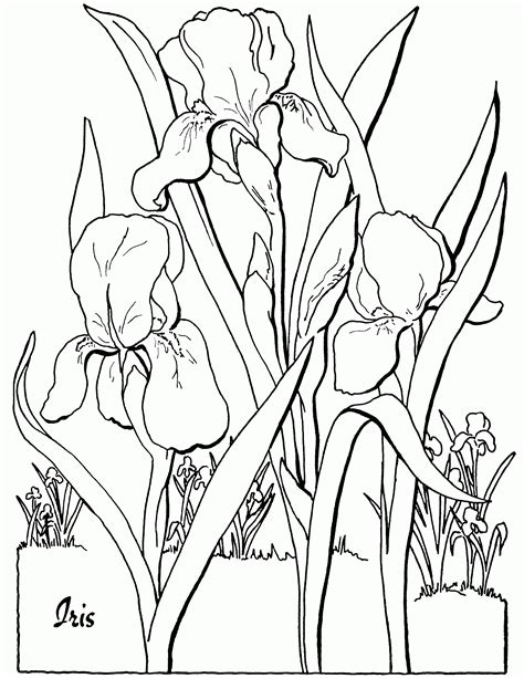 iris flower coloring page   iris flower coloring page