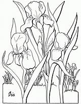 Floral Thegraphicsfairy Colouring Library Irises sketch template