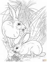 Coloring Pages Rabbit Tailed Jackrabbits Rabbits Printable Clipart Animals Skip Main Pair Categories sketch template