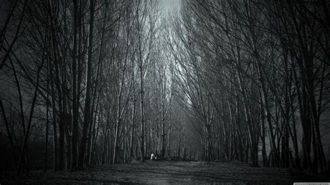 spooky forest wallpapers top free spooky forest backgrounds