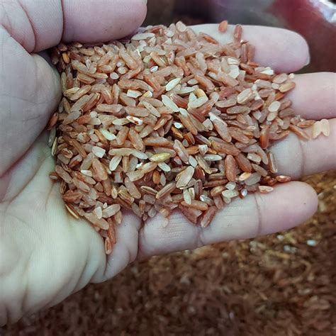 organic red rice special order price  sack  kilos farmmetro