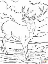 Deer Coloring Mule Pages Whitetail Tailed Printable Color Buck Print Supercoloring Elk Drawing Rocky Tail Clipart Mountain Getcolorings Getdrawings Malvorlagen sketch template