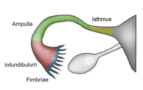 the fallopian tubes uterine structure function vascular supply