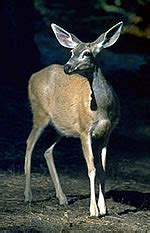 cedros island mule deer facts  earths endangered creatures