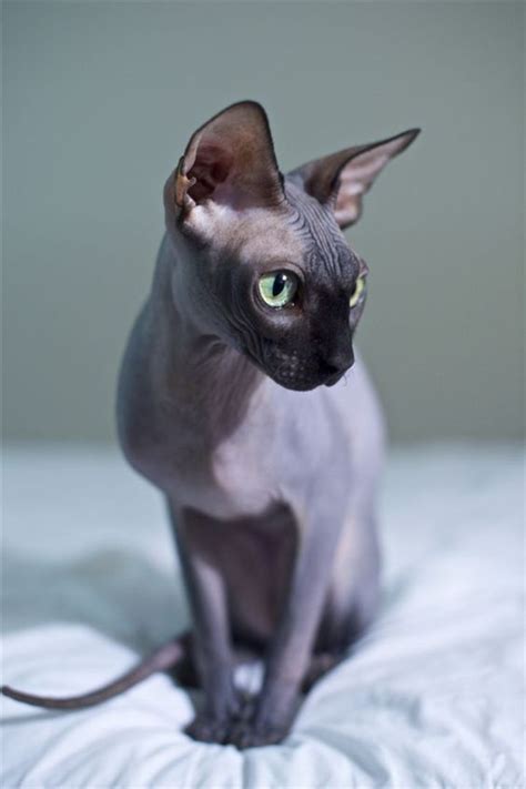 sphynx hairless cat breed information and photos sphynx cat hairless